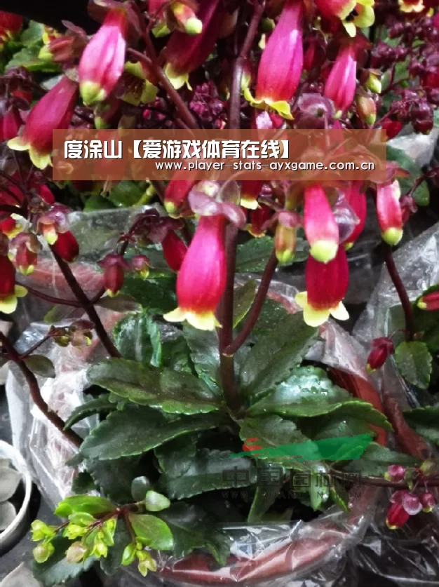 度涂山【爱游戏体育在线】(图2) 度涂山【爱游戏体育在线】(图2)