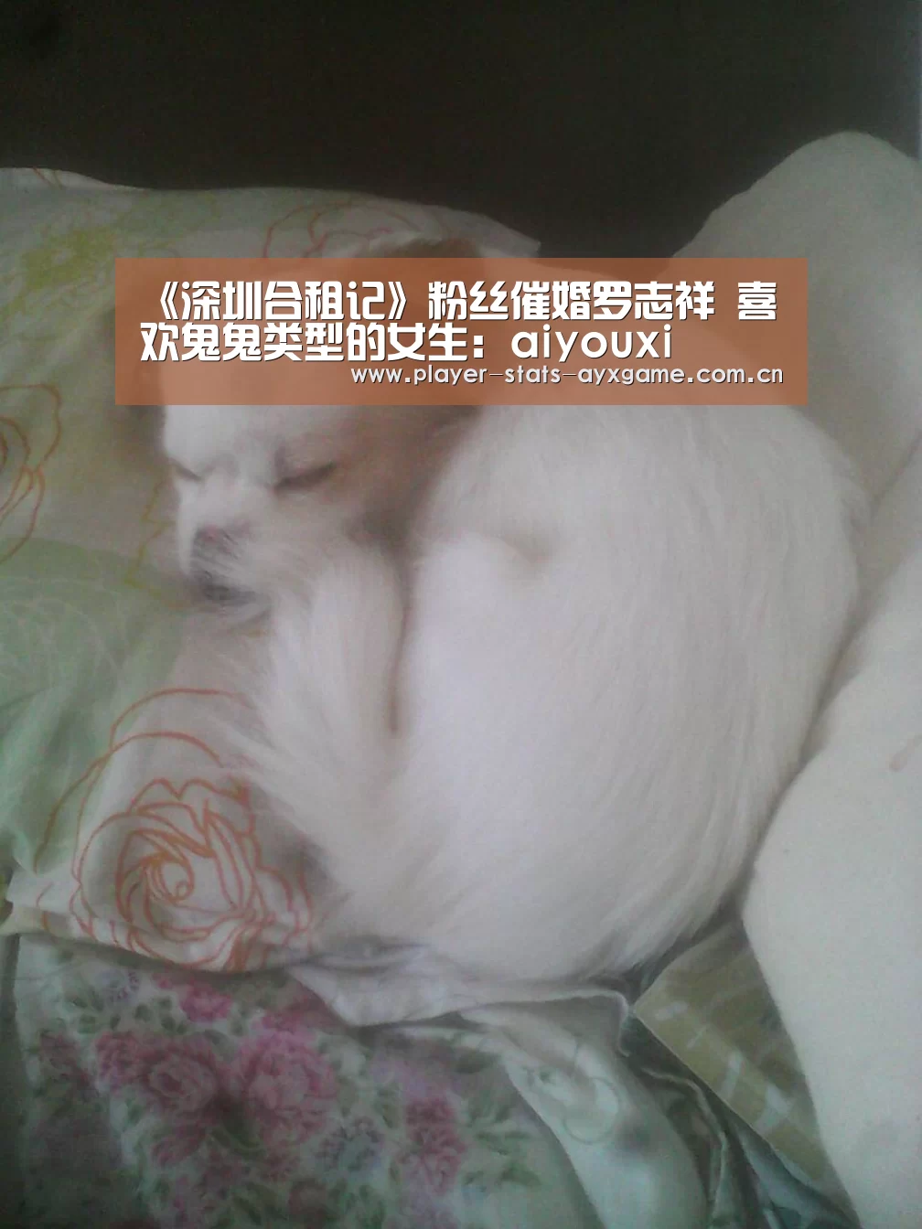 《深圳合租记》粉丝催婚罗志祥 喜欢鬼鬼类型的女生:aiyouxi(图1) 《深圳合租记》粉丝催婚罗志祥 喜欢鬼鬼类型的女生:aiyouxi(图1)